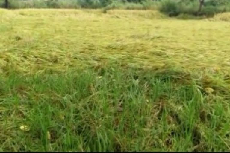 Rice crop in Panvel and Uran heavily affected by rain