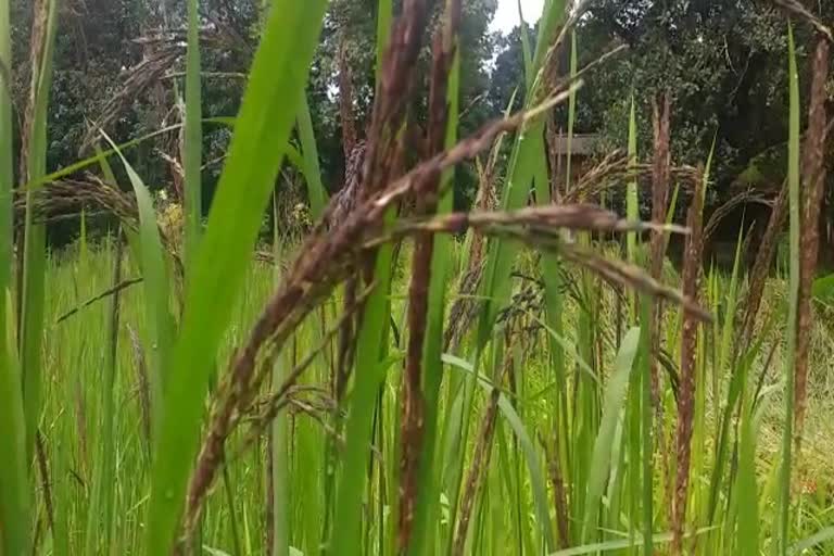 cultivated black rice