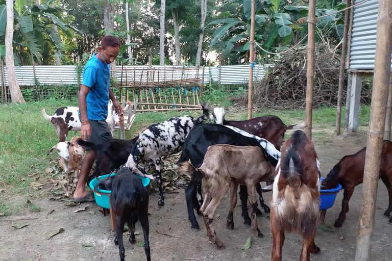 Nalbari goat farmer