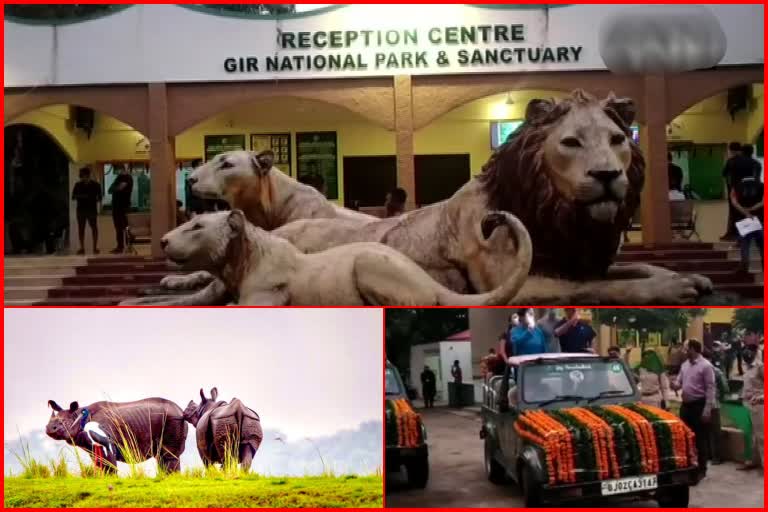 Gir National Park and Sanctuary re-opens for tourists with #COVID19 protocols