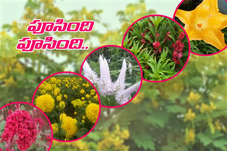 flowers attracted in bathukamma season