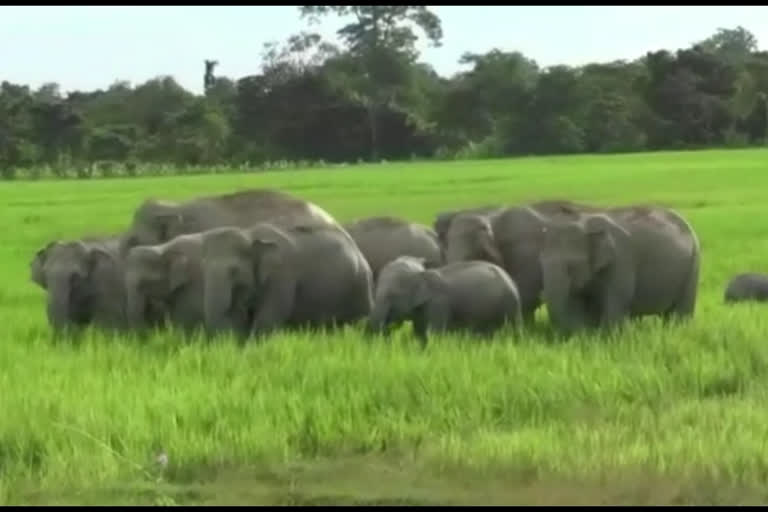 গোলাঘাটৰ নুমলীগড়ত বন্যহস্তীৰ তাণ্ডৱ অব্যাহত