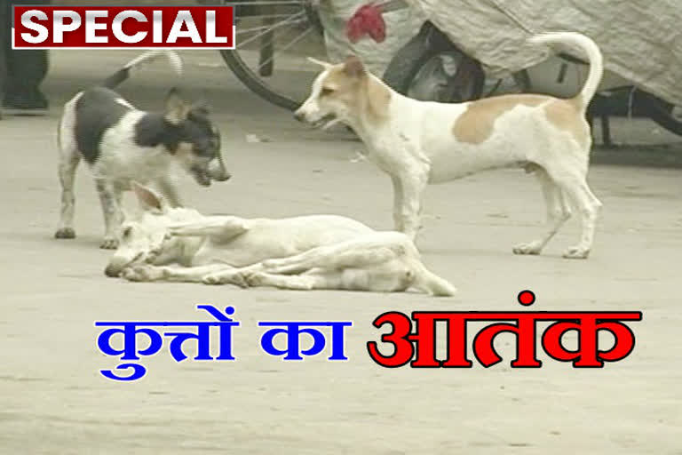 Stray dogs panic in rajgarh