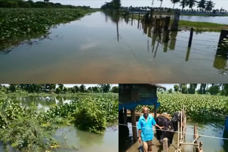 Kedavaram trapped in the flood