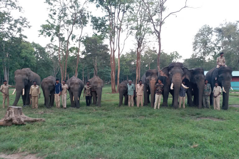 Bandipur Mahout Missed to the Dussehra Welcome, grand dinner