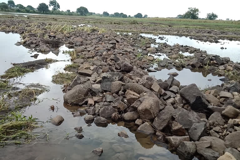 crop-as-well-as-soil-has-been-carried-away-in-osmanabad