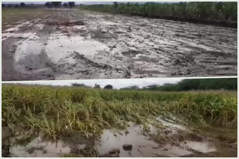 ahmednagar rain