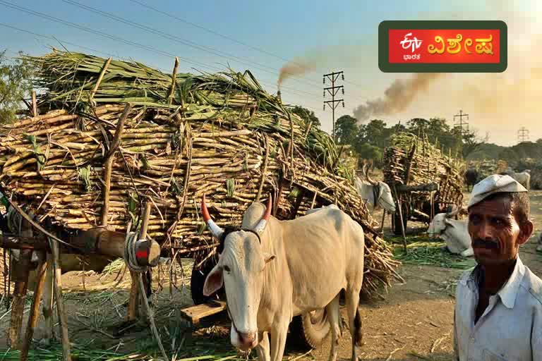 Sugarcane crop bumper despite overheating