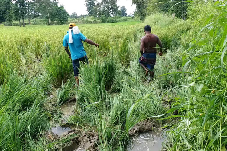 elephant reaches residential areas in balod