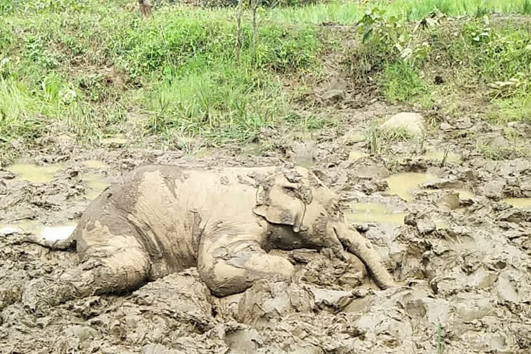 Another elephant died in Keonjhar