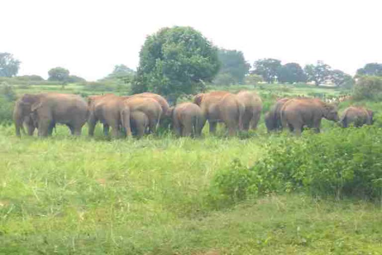 Elephant herd reached in gumla, Elephants in Gumla, Elephant evolution in Gumla, गुमला पहुंचा हाथियों का झुंड, गुमला में हाथियों का उत्पात