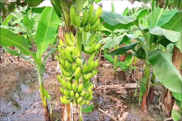 Farmers are cultivating bananas in Palwal