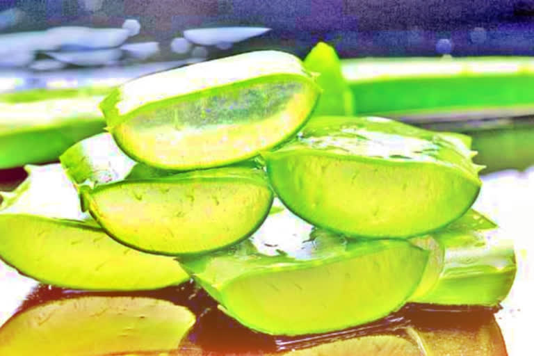 aloevera can glow your skin