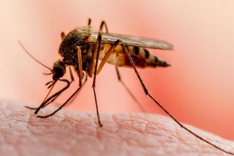 93 percent reduction in malaria cases in haryana