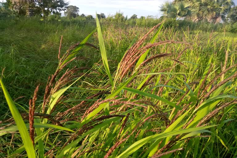 damaged the standing crops