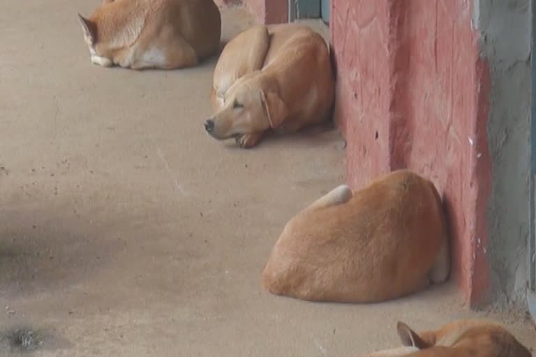 Street dog problem in adimaly  street dogs  street dogs in kerala  street dog Sterilization  അടിമാലി ടൗണിലെ തെരുവ് നായ ശല്യം  തെരുവ് നായ ശല്യc  തെരുവ് നായ വന്ധീകരണം