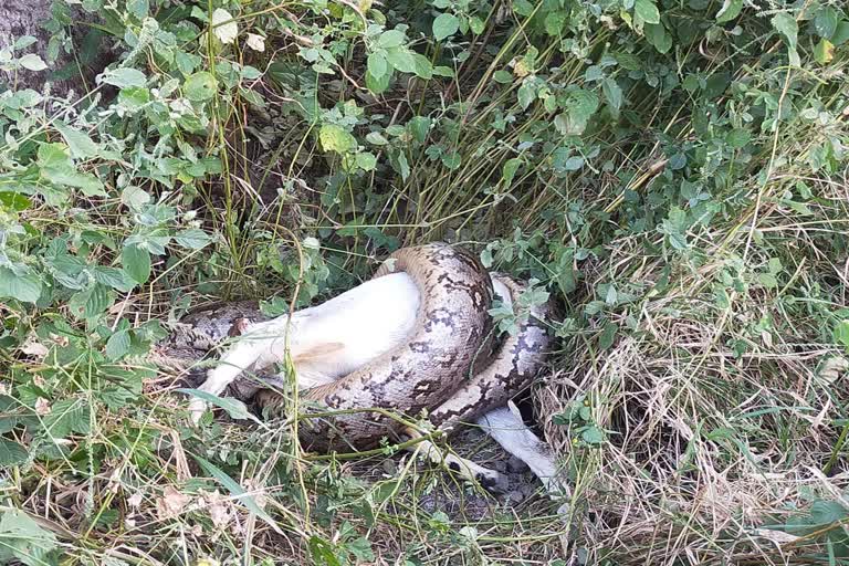 a 15 foot Python seen in Ringnod Dhar while hunting goat