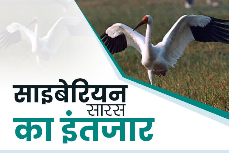 bharatpur hindi news, bharatpur latest news