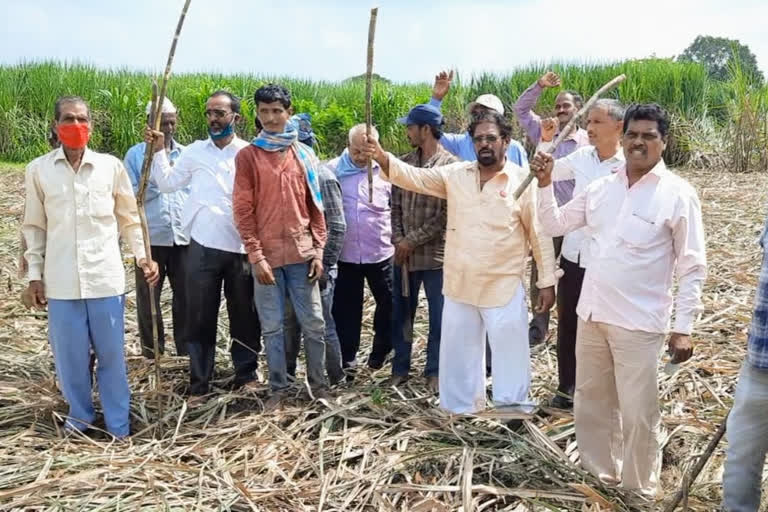 farmers organisation agitation over sugarcane price in sangli