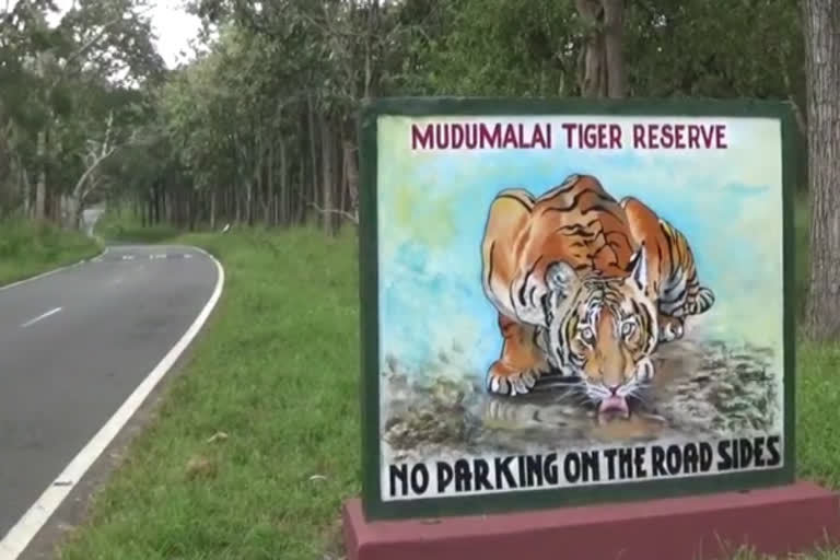 intensive-work-to-update-maps-in-mudumalai-tiger-reserve