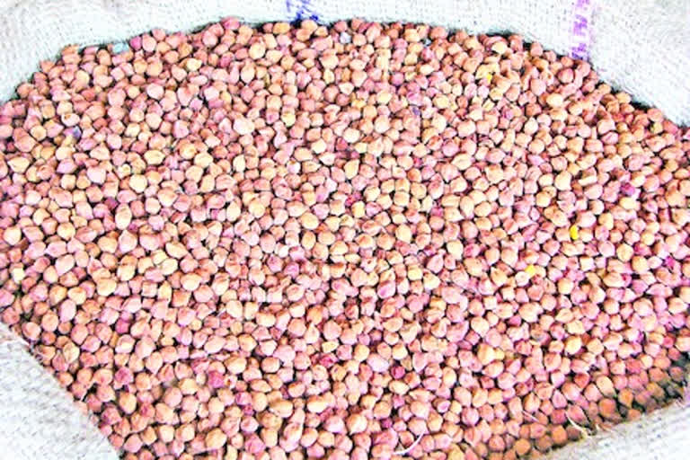 farmers not showing interest to buy bengal gram seed due to increase of price