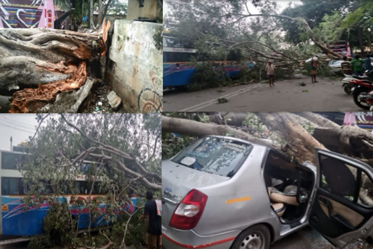 Broken banyan tree-car, bus wrecked