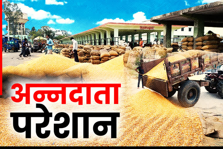 Bhilwara Agricultural Produce Market, मक्का की उपज सस्ते दामों बिकी