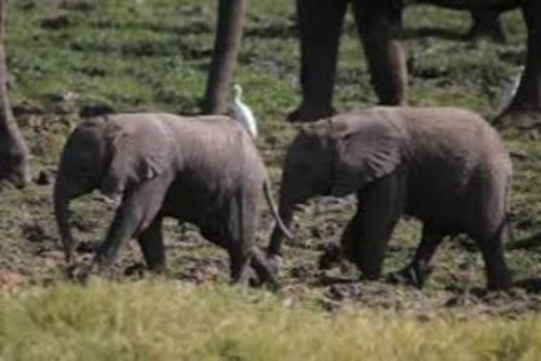 Death of a baby elephant