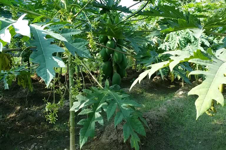 papaya cultivation in meerut