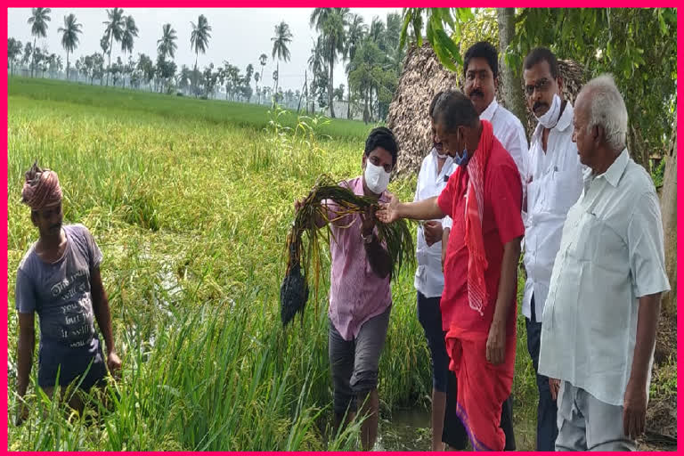 తక్షణమే నష్ట పరిహారం చెల్లించి అన్నదాతలను ఆదుకోవాలి : ఎమ్మెల్యే వేగుళ్ల