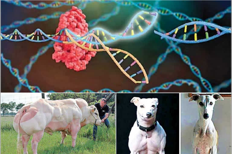 crispr cas9 innovators nobel prize winner jennifer a doudna