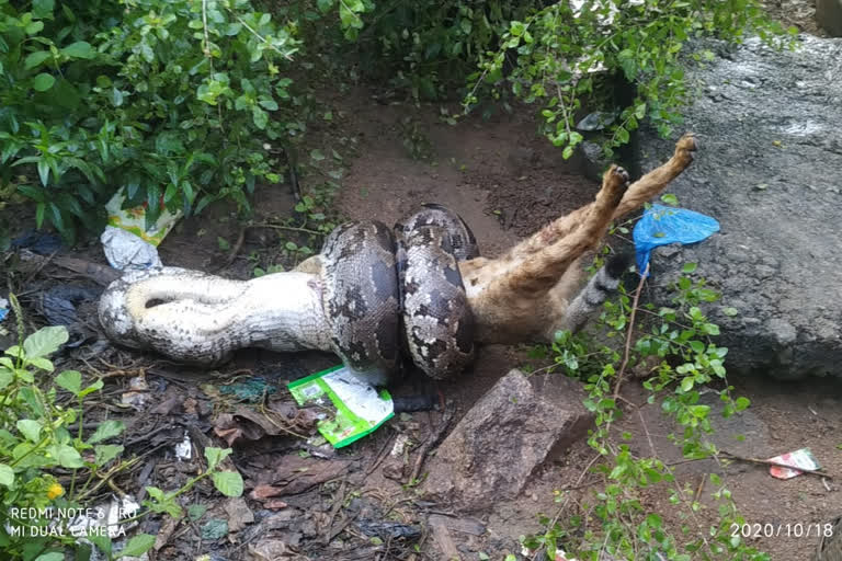 python Catched by forest Officers in jagitial district