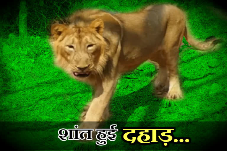 Nahargarh Biological Park Latest News,  Lion died in Nahargarh Biological Park