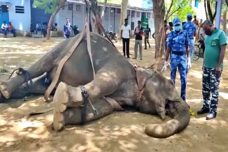 dead elephant