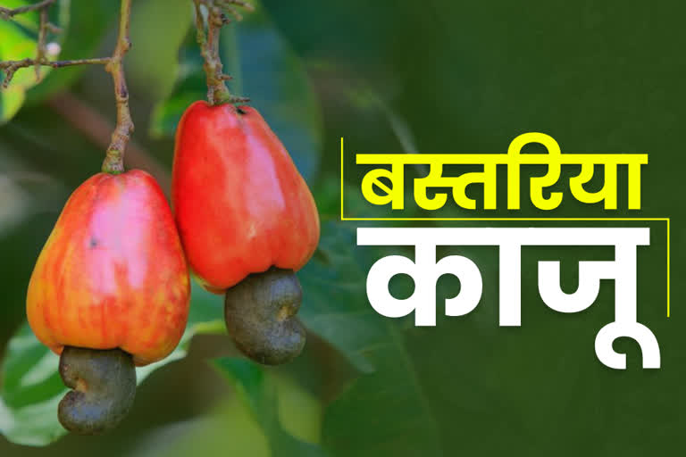 special cashewnut farming in BASTAR