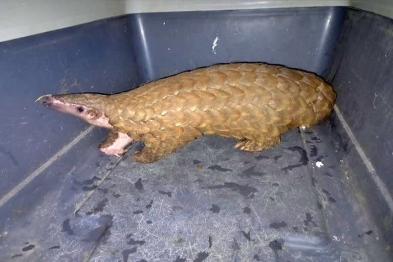 pangolin