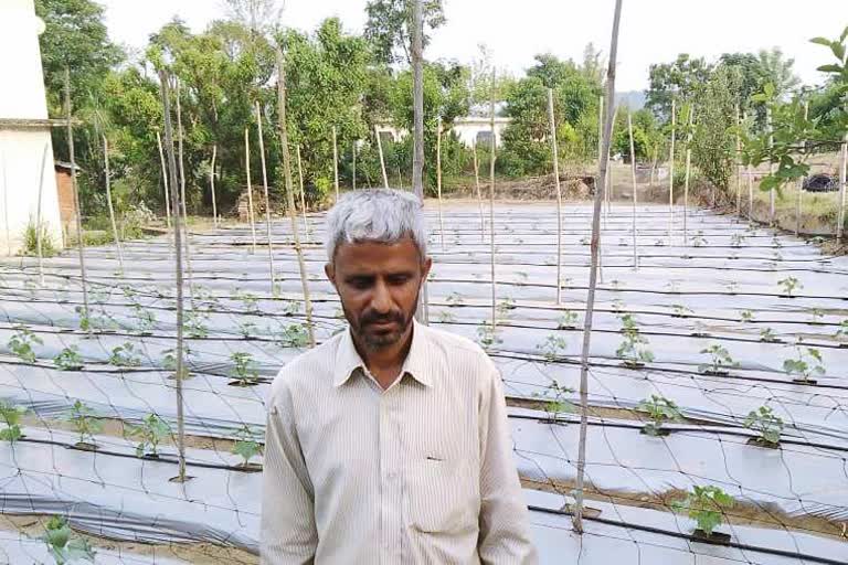 Farmer grows vegetables