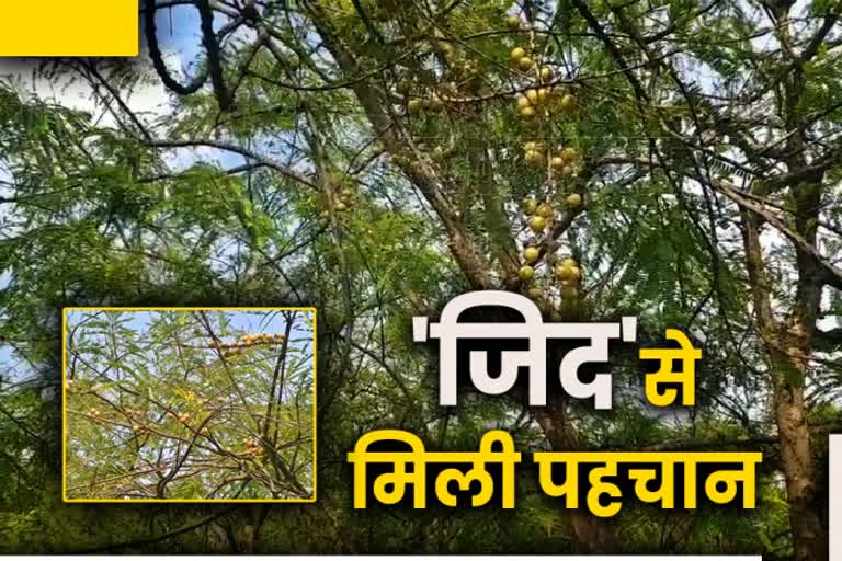 people are getting profits from fruit and timber plants in latehar