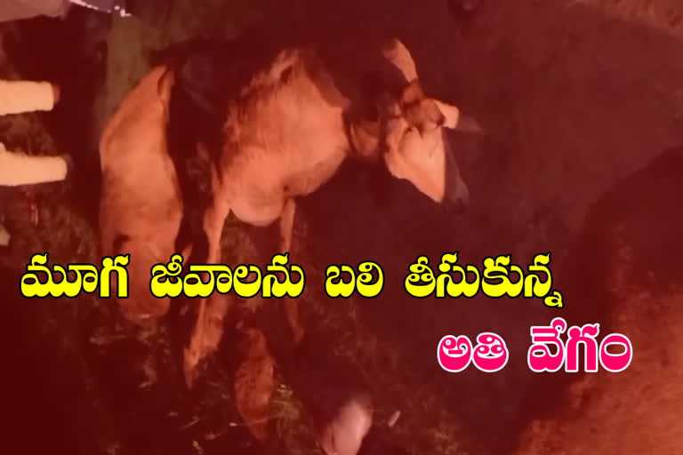 5 sheep dead in accident on ring road warangal urban