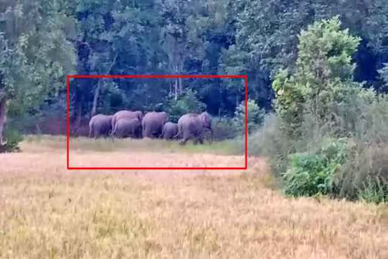 elephants-group-has-reached-balod-dundee-forest