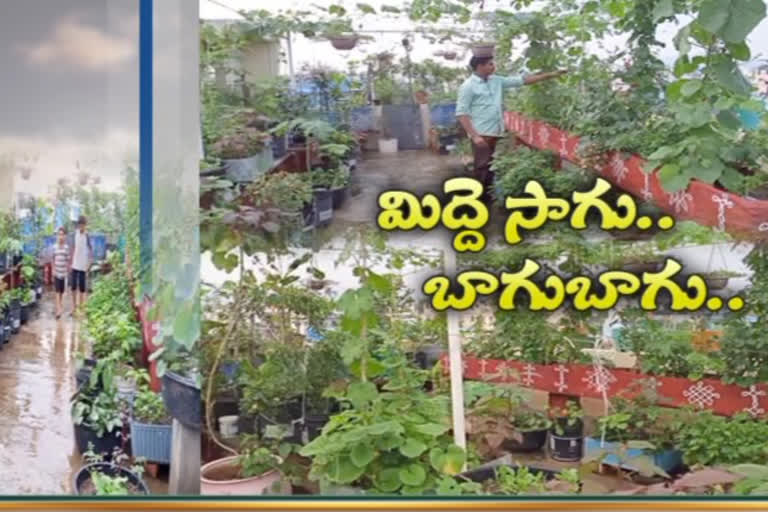 terrace garden during corona time