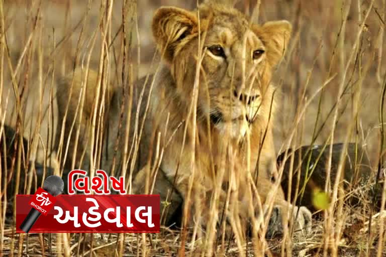 ગીરમાં ગેર કાયદે લાયન શૉ