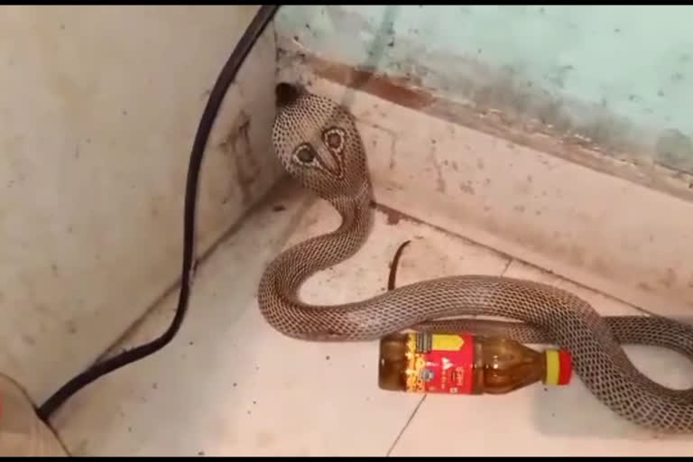 Snake rescue
