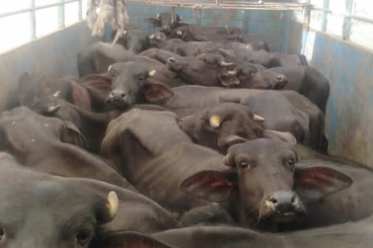 buffalo Lorry seized at sakaleshpura