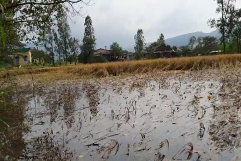 paddy crop damage  in Maval