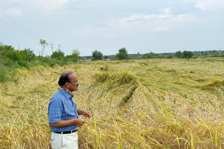 Agricultural department Secretary visits Crops in Ranga reddy District