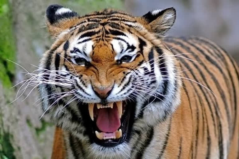 TIGER (SYMBOLIC)