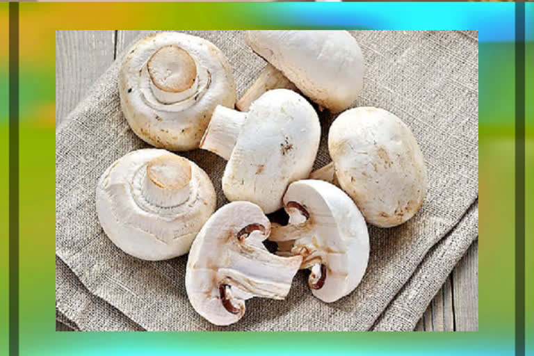 ccmb research says that mushrooms can cure covid 19