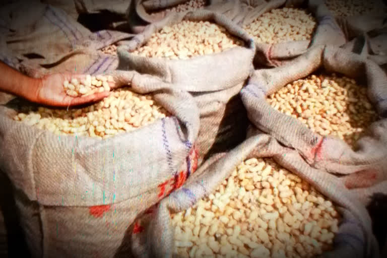 jaipur news, Agency Nafed, Buy peanuts