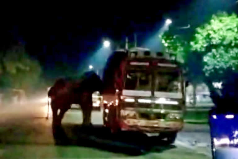 elephant-besieged-truck-